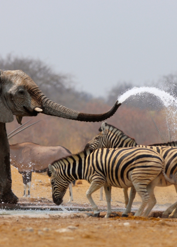 Ein Elefant an einem Wasserloch in der Steppe spritzt mehrere Zebras mit Wasser aus seinem Rüssel voll.