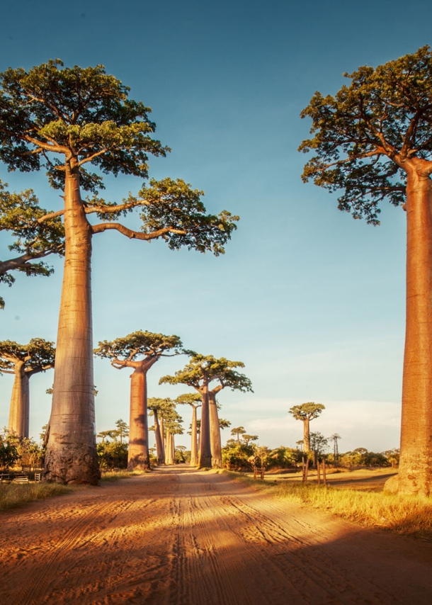 Eine Allee aus Baobab-Bäumen auf Madagaskar.