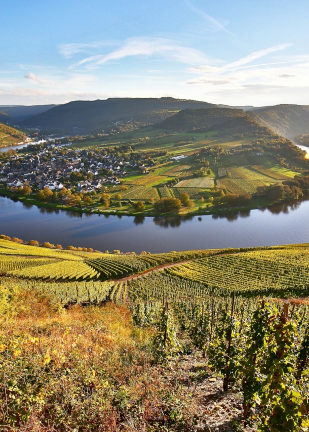 Blick von oben auf einen Weinhang und die Moselschleife bei Kröv.