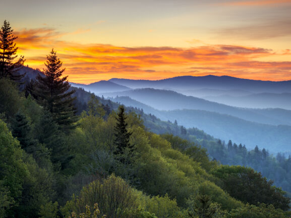 Eine neblige Waldlandschaft zu Sonnenaufgang.